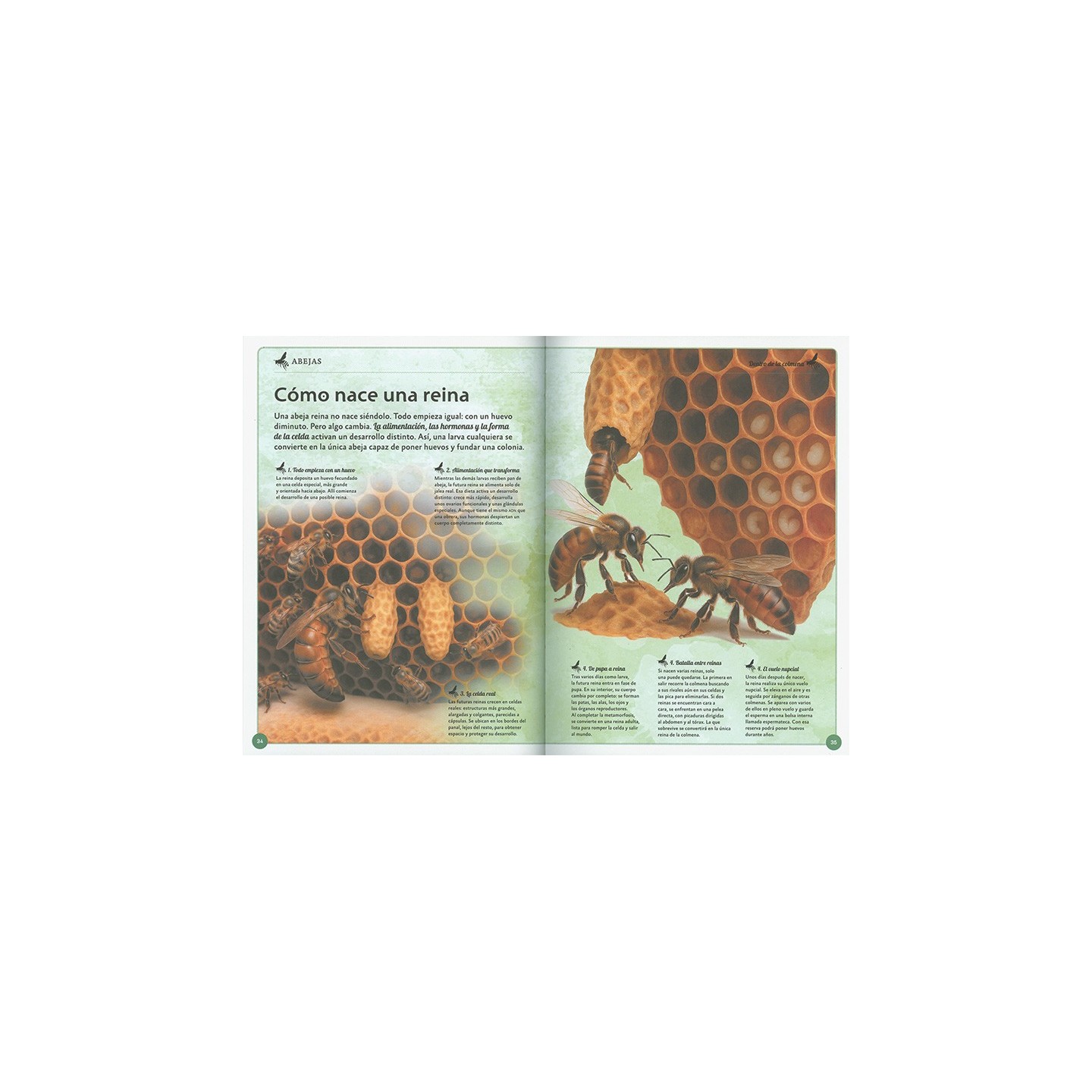 El magnífico libro de las abejas