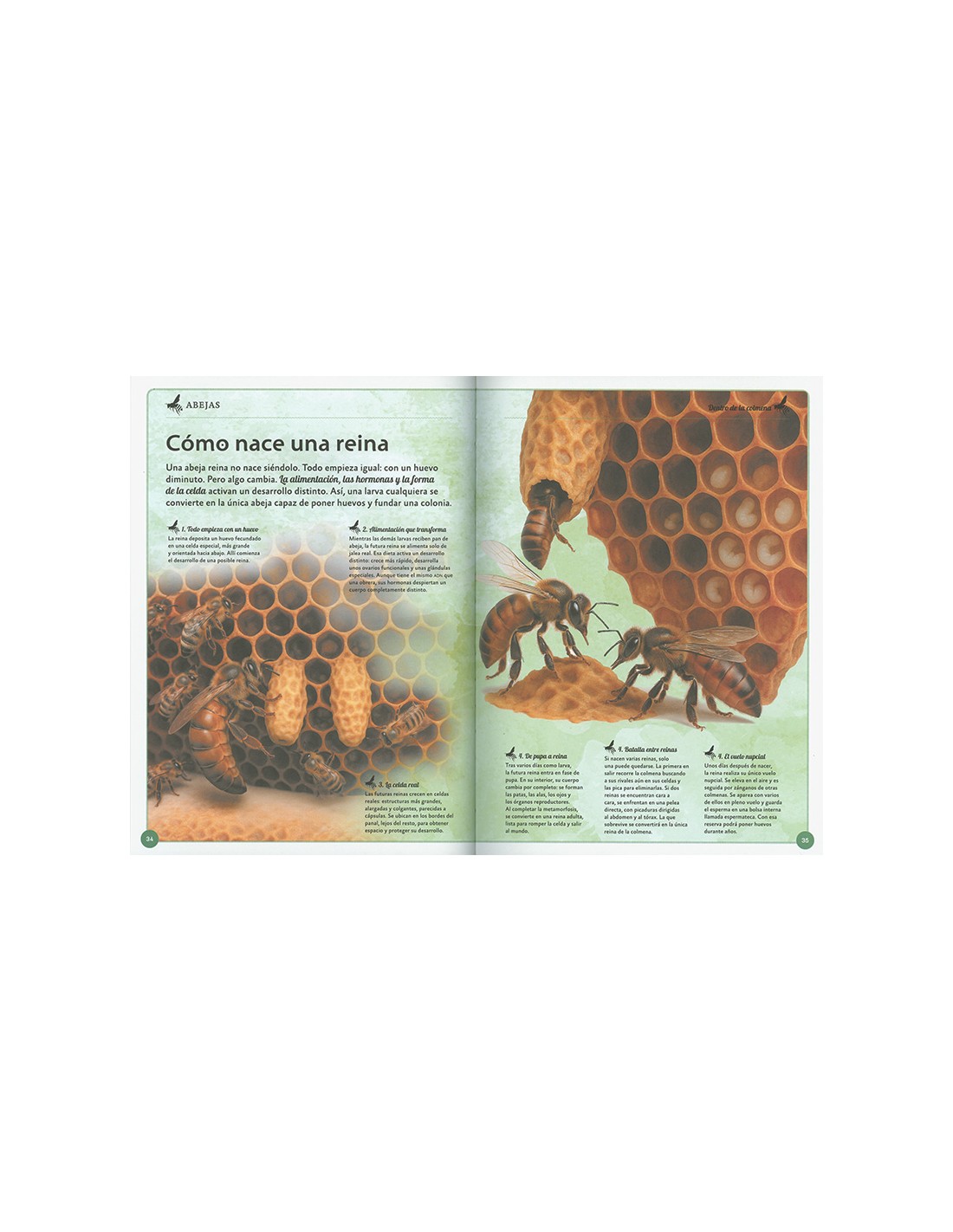 El magnífico libro de las abejas