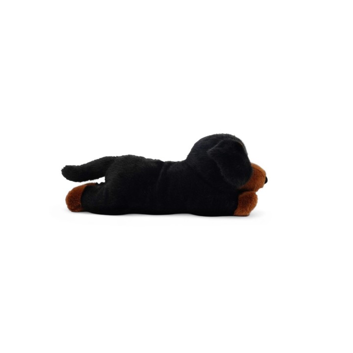 Tu amigo PUMPKIN, el Teckel