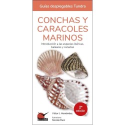 Conchas y caracoles marinos