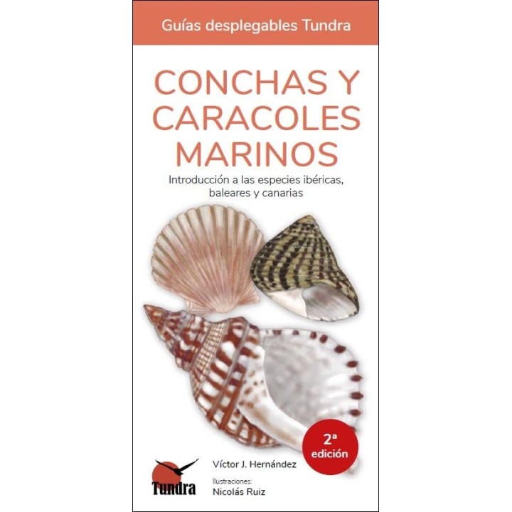 Conchas y caracoles marinos
