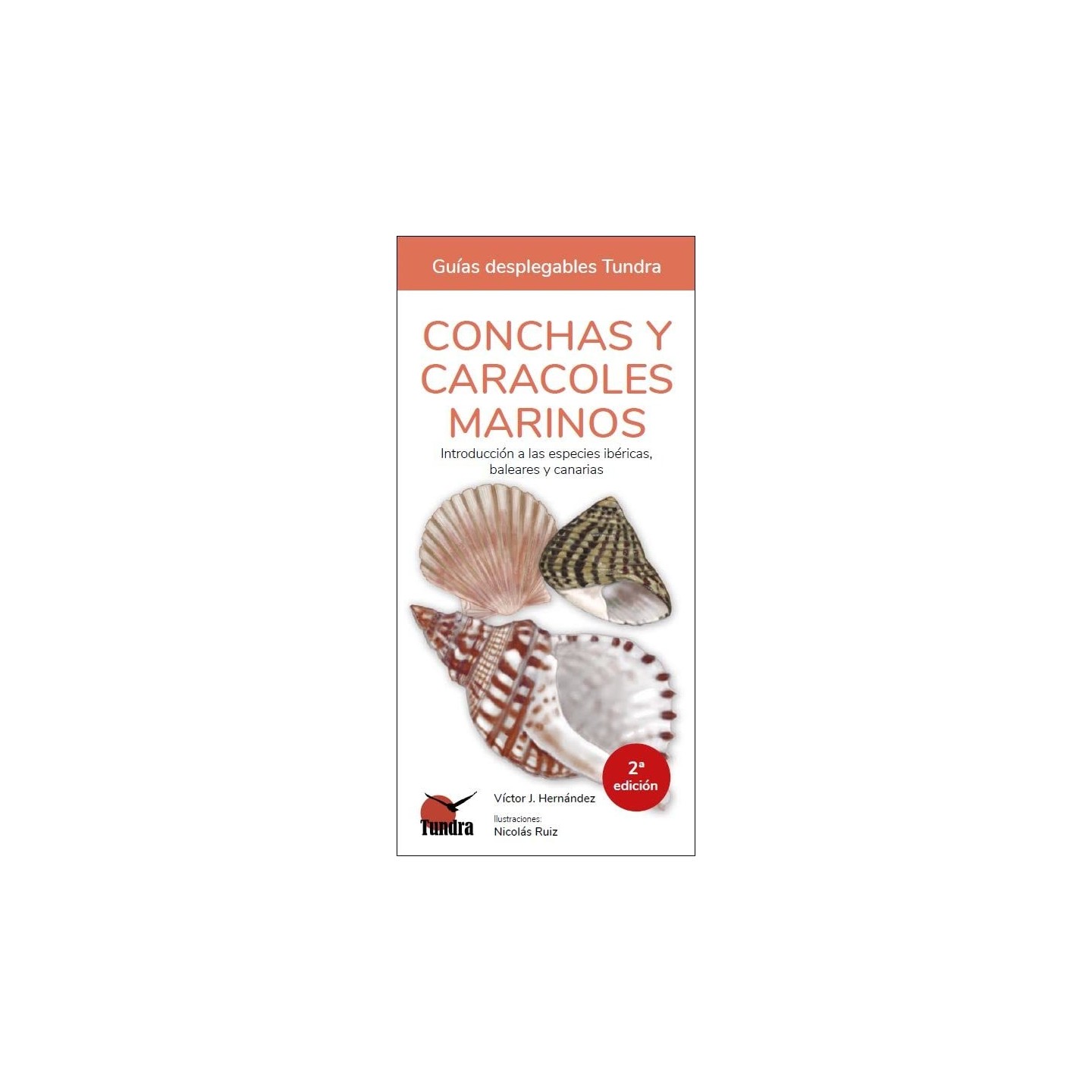 Conchas y caracoles marinos