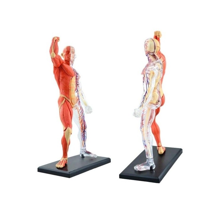 El Cuerpo Humano - Musculos y Huesos