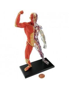El Cuerpo Humano - Musculos y Huesos 2