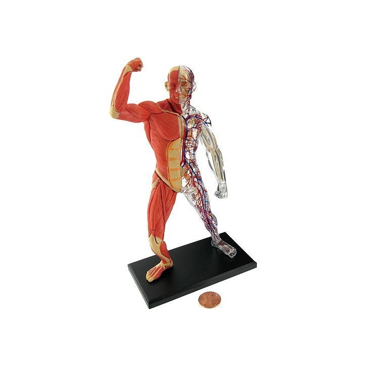 El Cuerpo Humano - Musculos y Huesos
