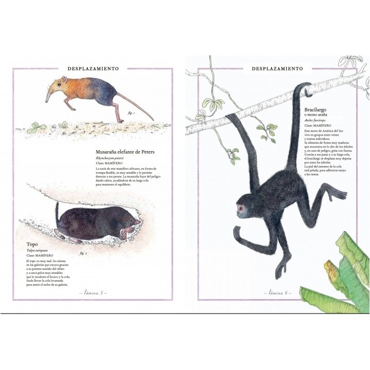 Inventario ilustrado de Animales con Cola