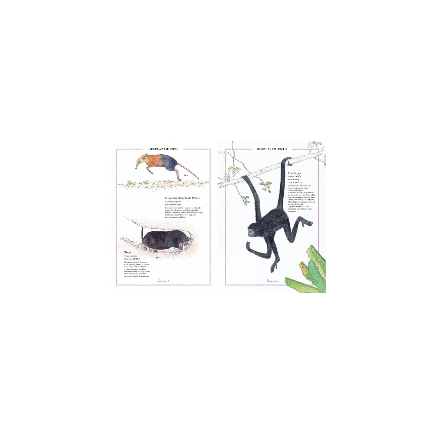 Inventario ilustrado de Animales con Cola