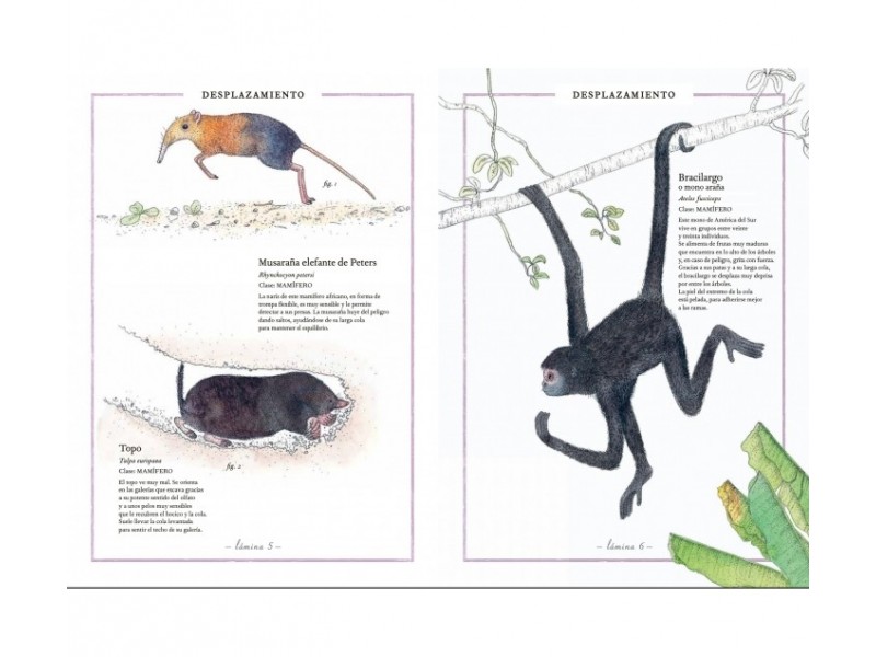 Inventario ilustrado de Animales con Cola