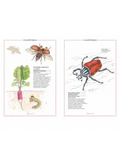 Inventario ilustrado de Insectos 2