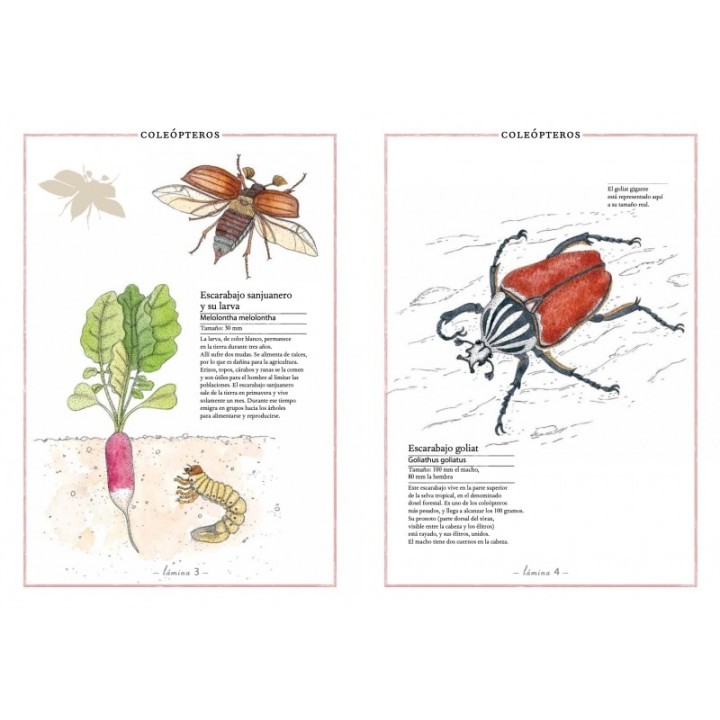 Inventario ilustrado de Insectos