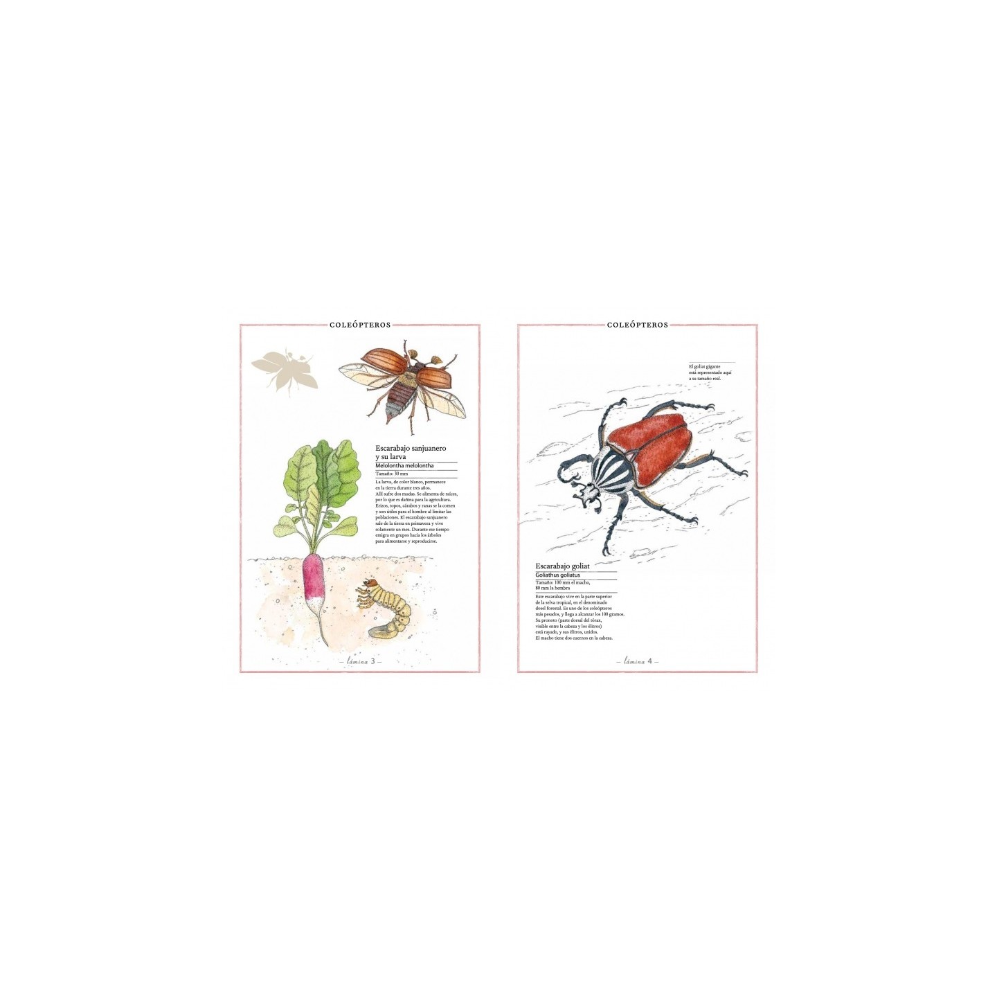 Inventario ilustrado de Insectos