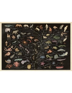 Animalium 2