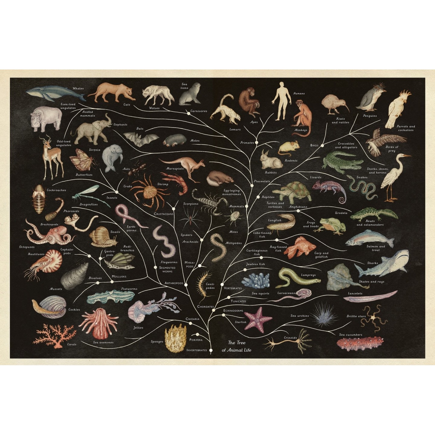 Animalium