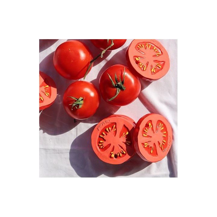 Mordedor Renato the Tomato