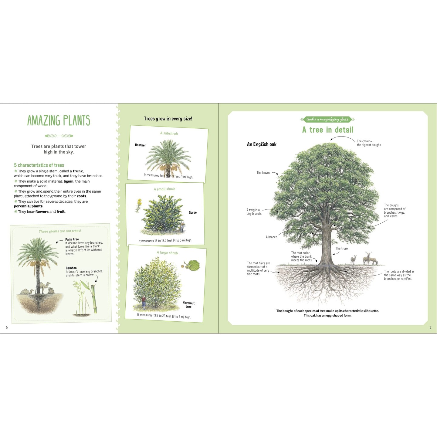 The Book of Amazing Trees