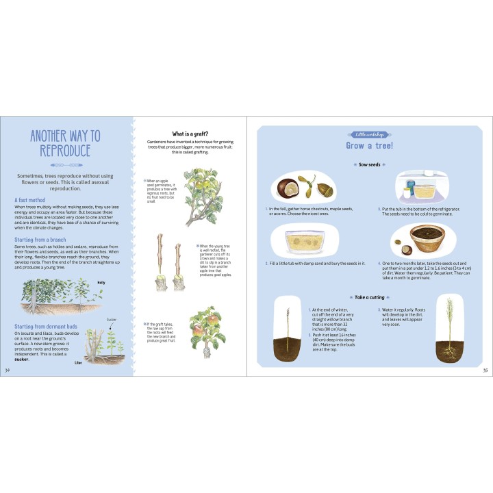 The Book of Amazing Trees