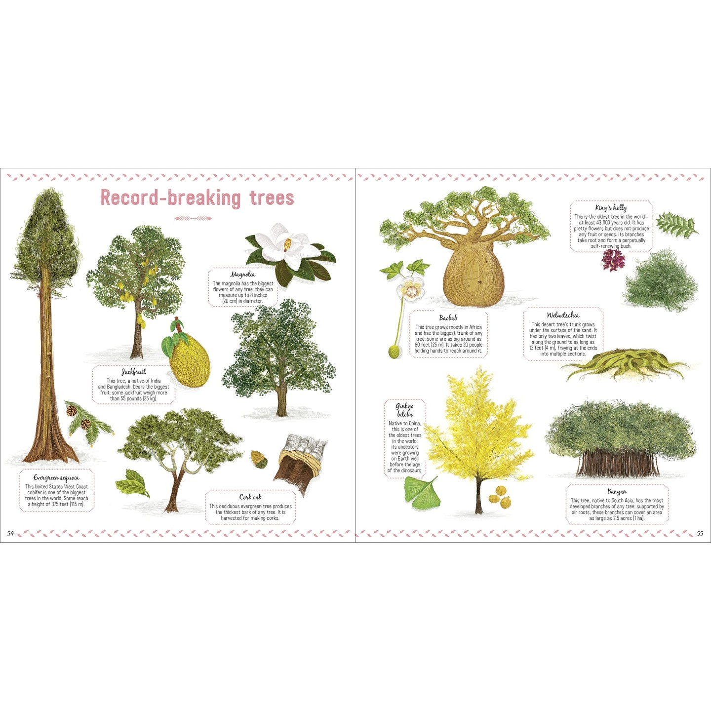 The Book of Amazing Trees