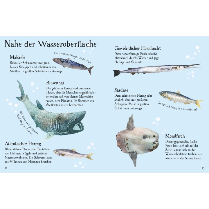 Minis Naturführer: Fische