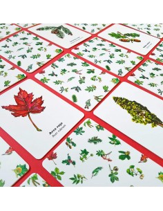 Encuentra La hoja. Juego De Memoria 2
