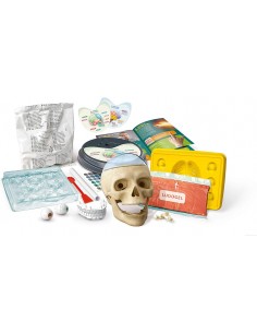 Anatomía... Fuera de cabeza 2