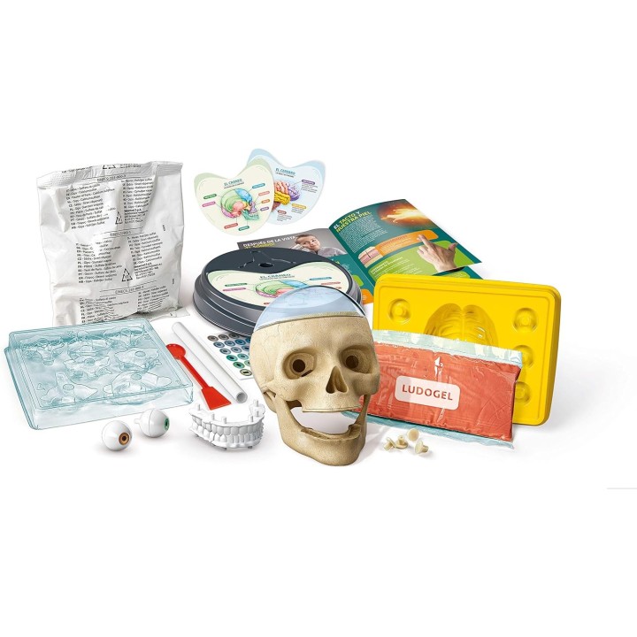 Anatomía... Fuera de cabeza