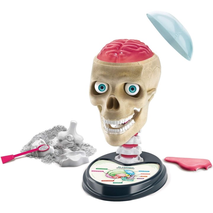Anatomía... Fuera de cabeza