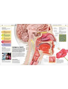 Cuerpo humano: Como nunca antes lo habías visto 2
