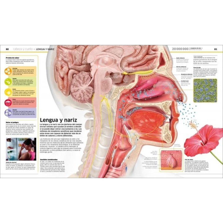 Cuerpo humano: Como nunca antes lo habías visto