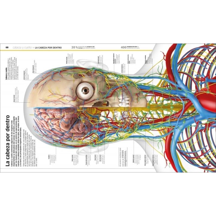 Cuerpo humano: Como nunca antes lo habías visto