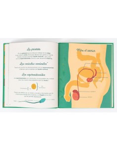 El pequeño atlas de la intimidad: el pene, los testículos, las erecciones y más 2