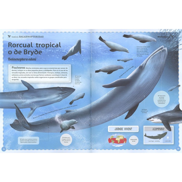 El magnífico libro de las ballenas