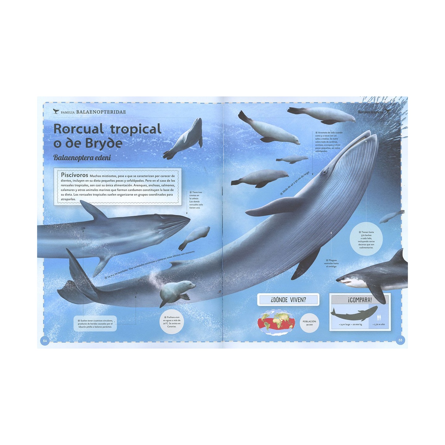 El magnífico libro de las ballenas