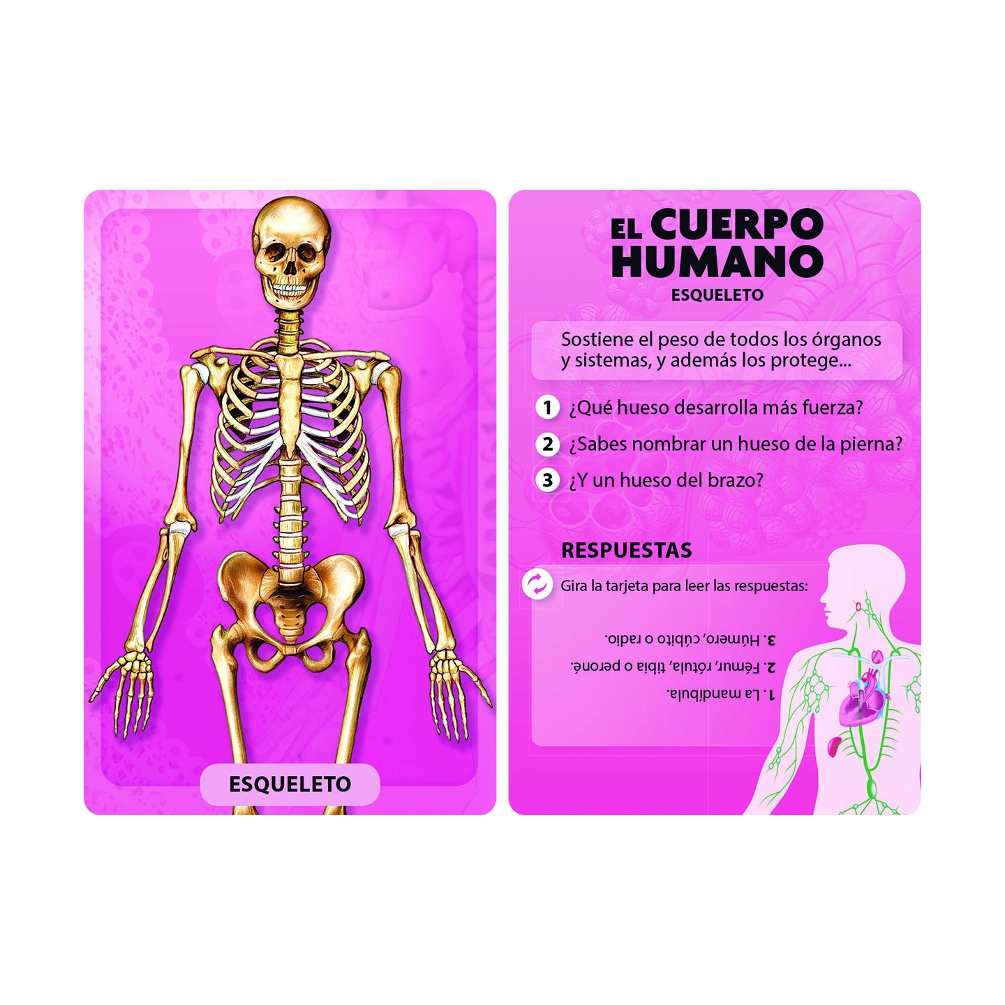 Descubro y Juego - El Cuerpo Humano