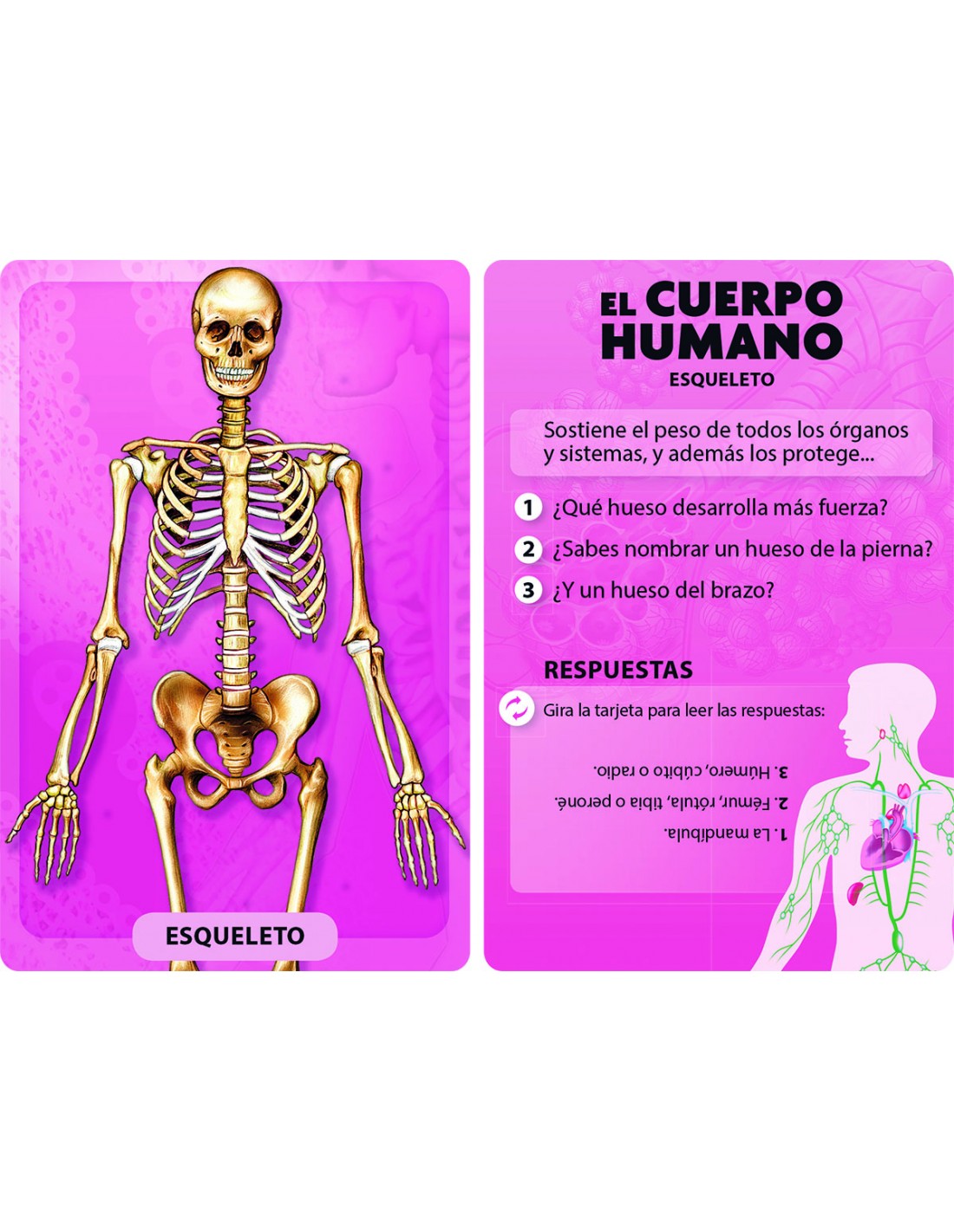 Descubro y Juego - El Cuerpo Humano