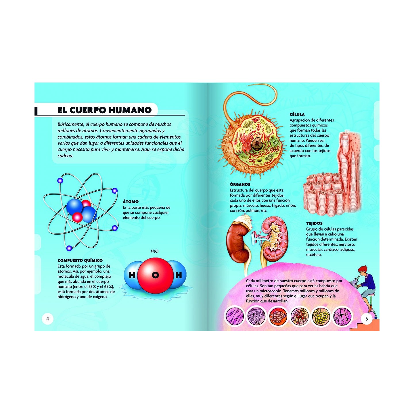 Descubro y Juego - El Cuerpo Humano