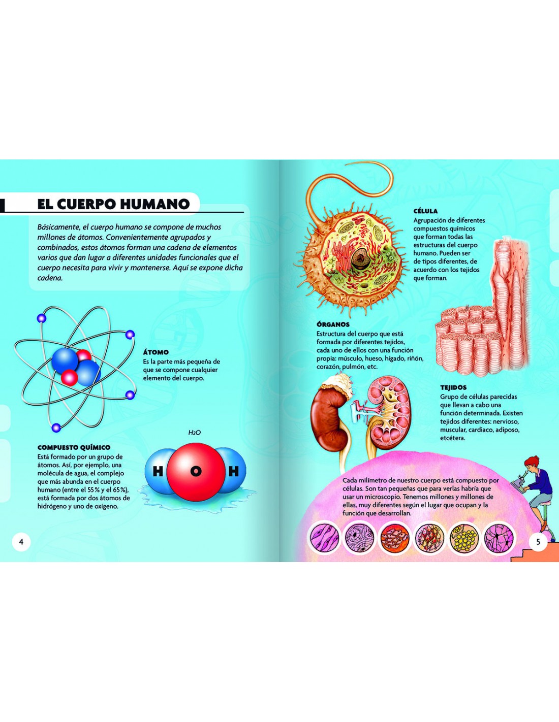 Descubro y Juego - El Cuerpo Humano