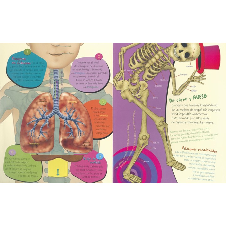 Descubre el Cuerpo Humano