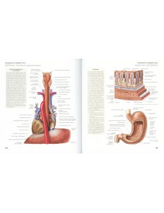 Atlas Ilustrado de Anatomía 2