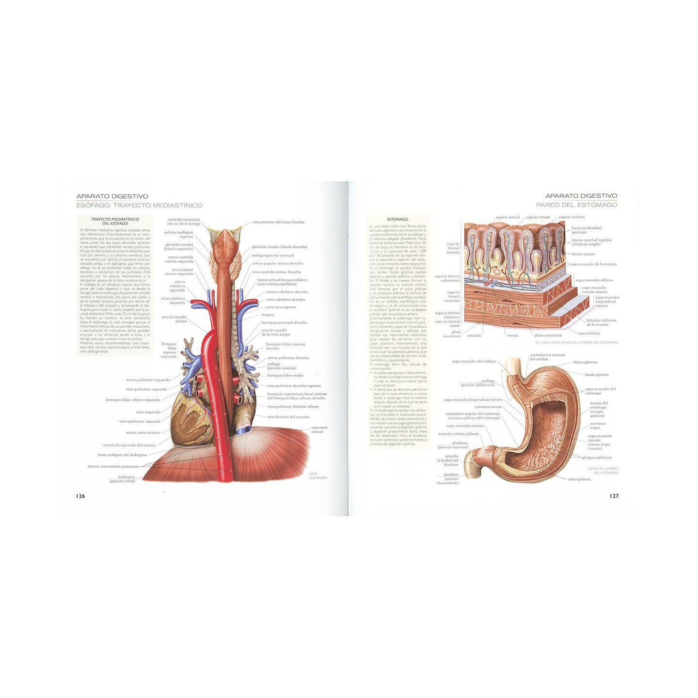 Atlas Ilustrado de Anatomía