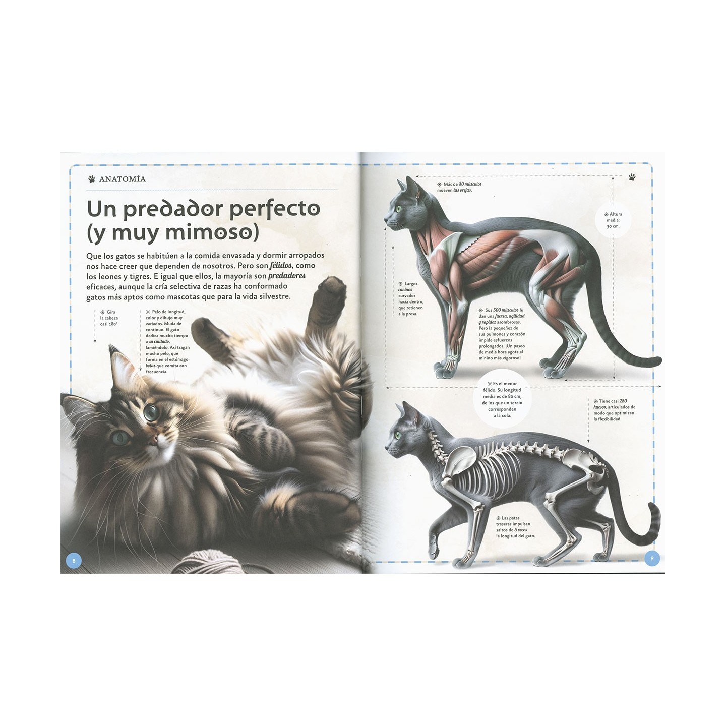 El magnífico libro de los gatos