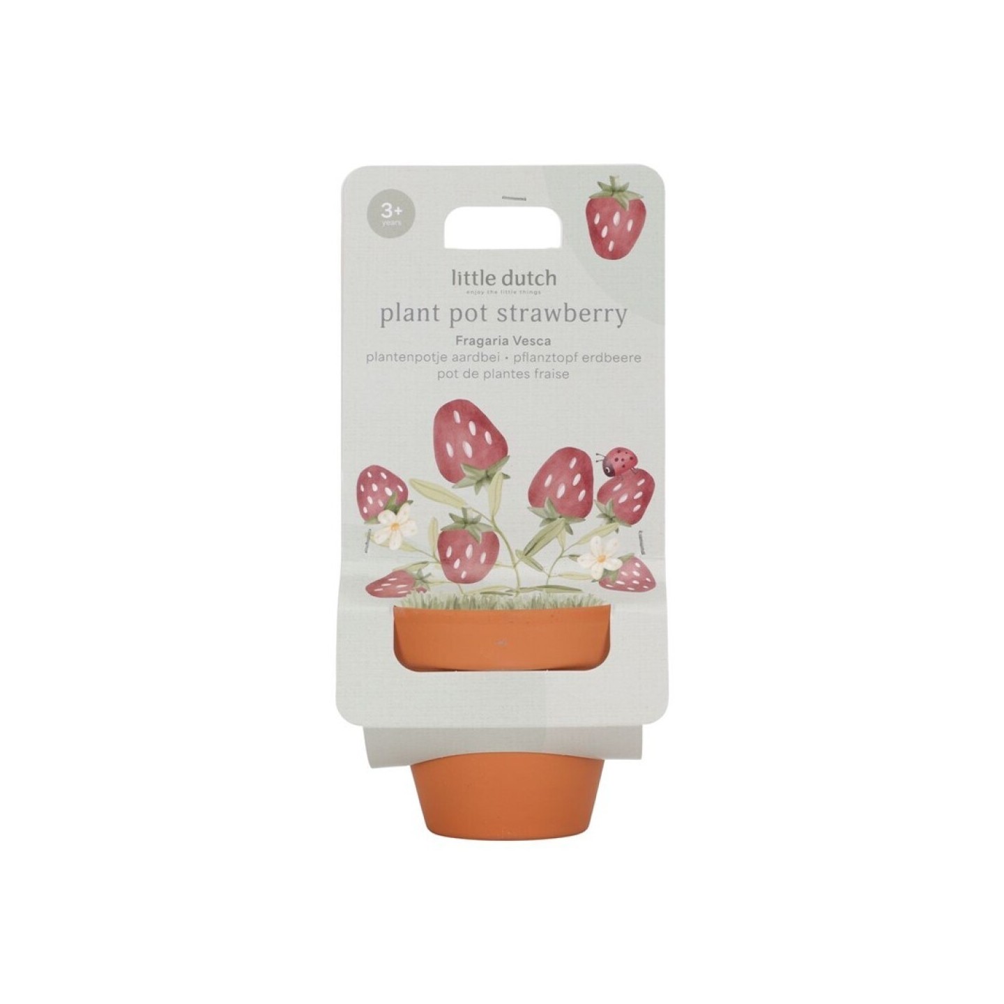 Maceta Planta Fresas