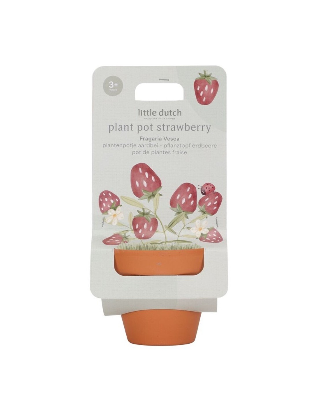 Maceta Planta Fresas