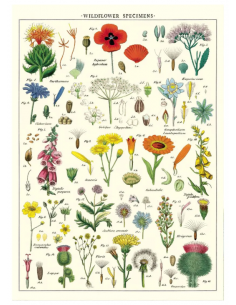 Póster 50x70 cm Flores Salvajes