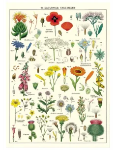 Póster 50x70 cm Flores Salvajes