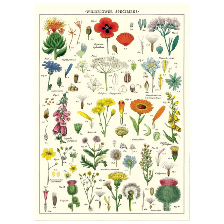 Póster 50x70 cm Flores Salvajes