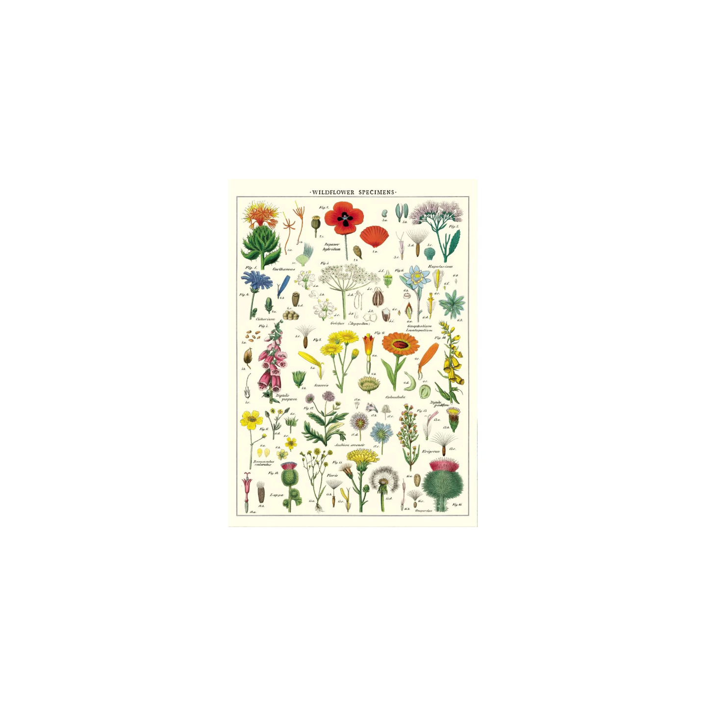Póster 50x70 cm Flores Salvajes