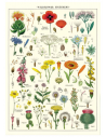 Póster 50x70 cm Flores Salvajes