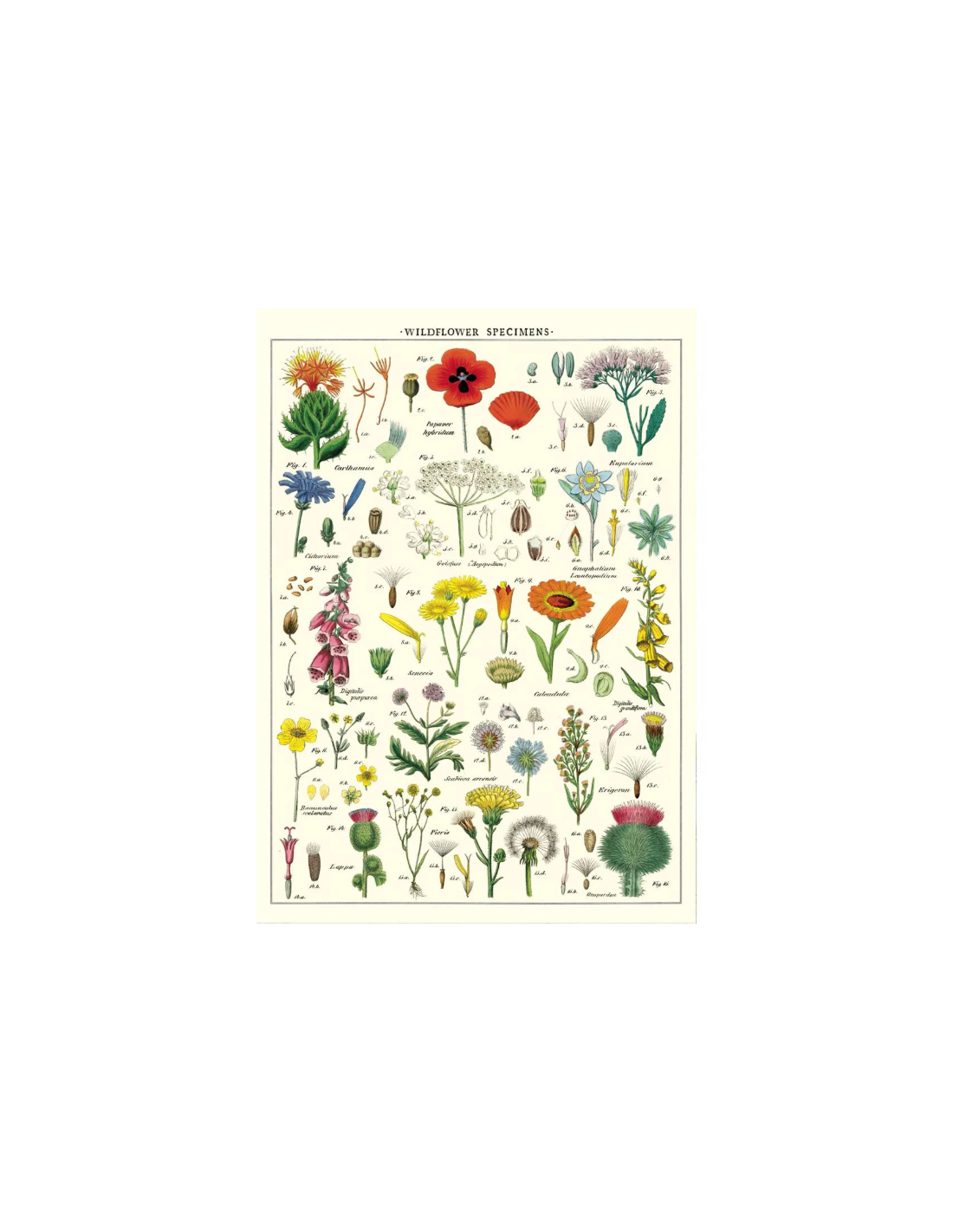 Póster 50x70 cm Flores Salvajes