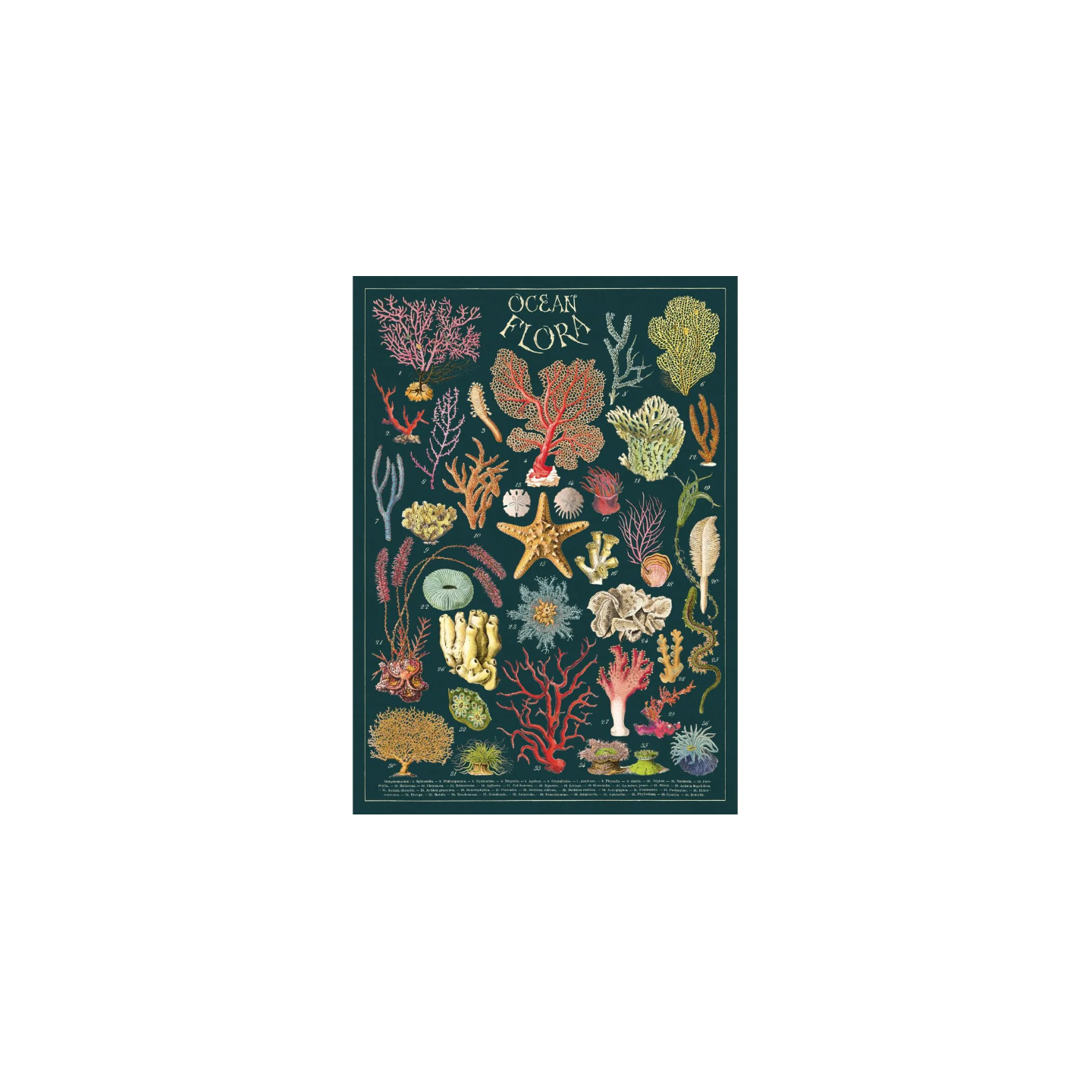 Póster 50x70 cm Flora Marina