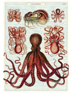 Póster 50x70 cm Octópodos
